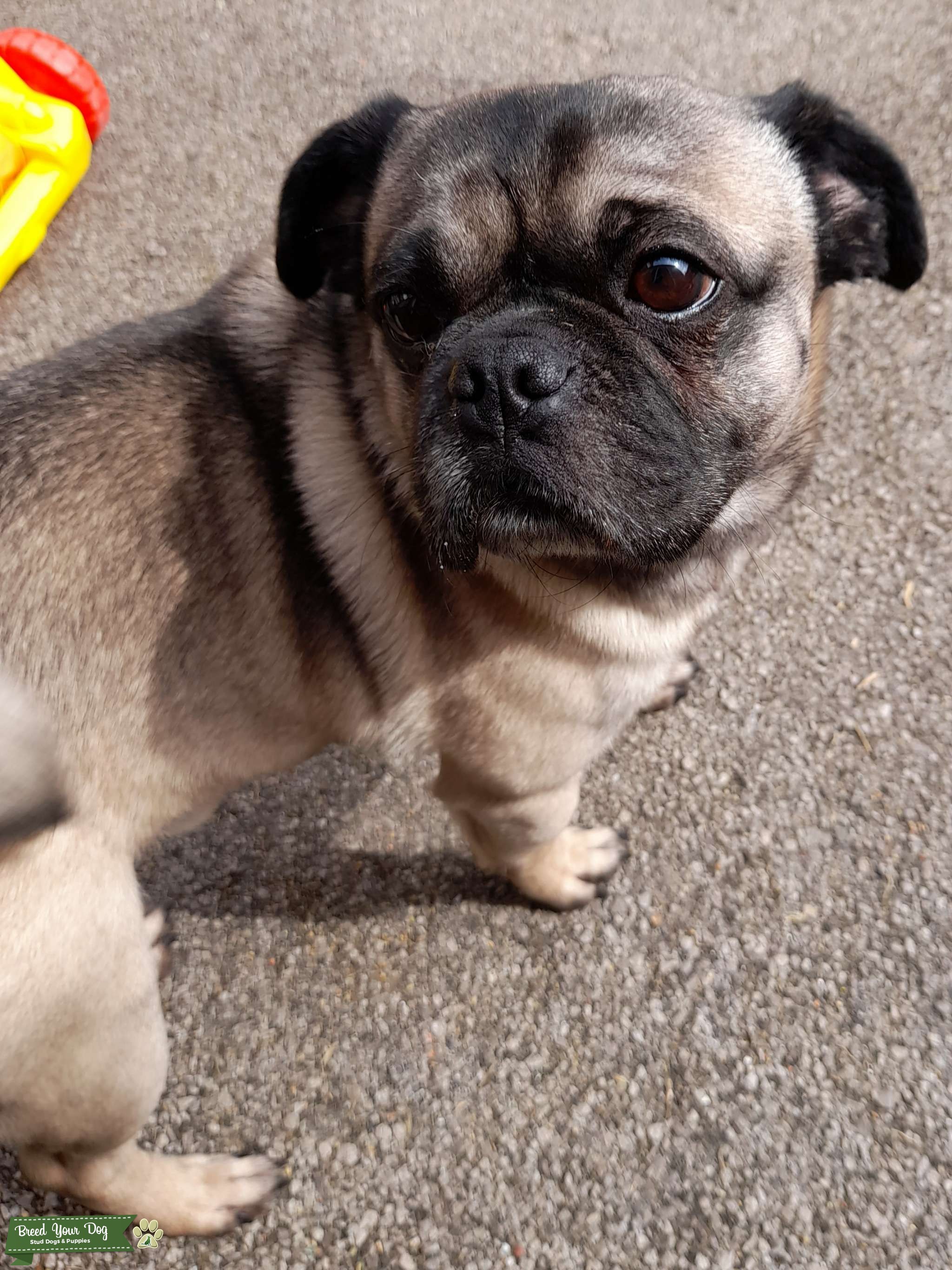 Male Pug x Jack Russell Stud Dog in Derbyshire , United States