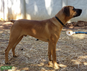 Stud Mastiffman Listing Image