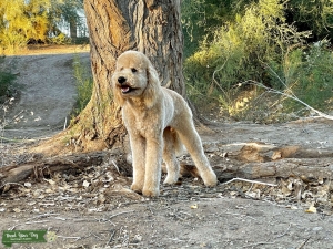 Apricot Goldendoodle  Listing Image