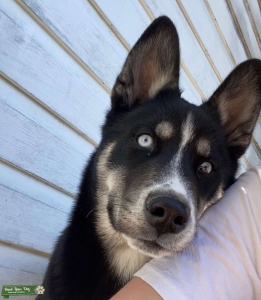 siberian husky Listing Image