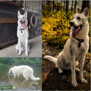 Pure White AKC German Shephard Stud Listing Image