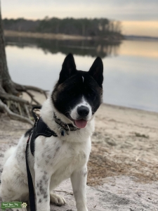 1 year old male America akita stud Listing Image
