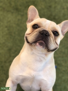 AKC Registered Cream Quad Carrier - Testable Chocolate Listing Image