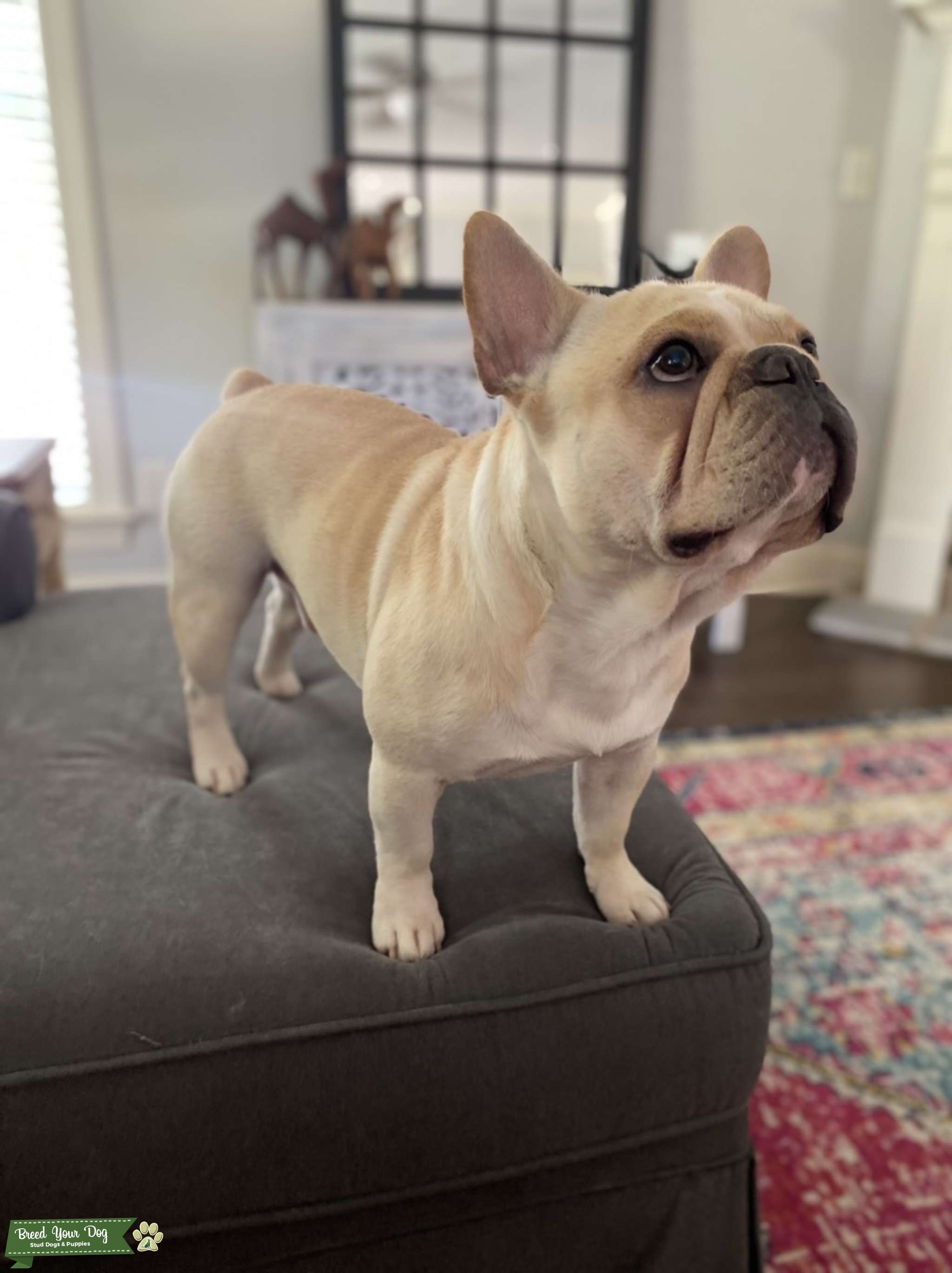 AKC Registered Cream Quad Carrier Testable Chocolate Stud Dog in