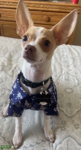 Chihuahua  Listing Image