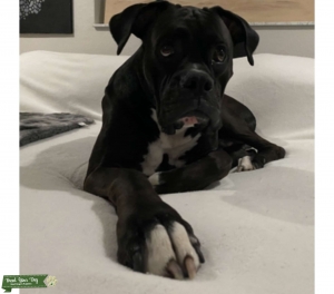 Sealed Boxer Male Listing Image