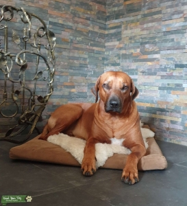 Rodezian Ridgeback  Listing Image