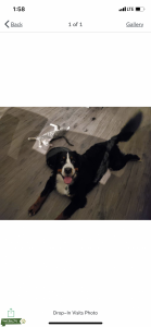 AKC registered Bernese Mountain Dog Listing Image