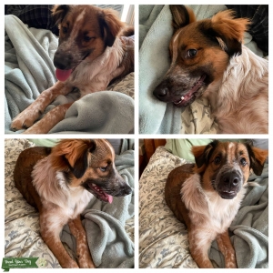 Blue Heeler Sheltie Mix Listing Image