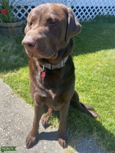 Chocolate Brown Labrador Retriever *Pedigree*  Listing Image