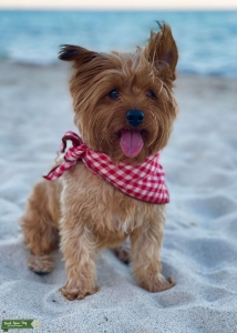 Absolutely perfect Yorkshire Terrier Listing Image