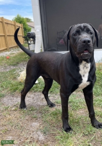 Great Dane Rottweiler mix Listing Image