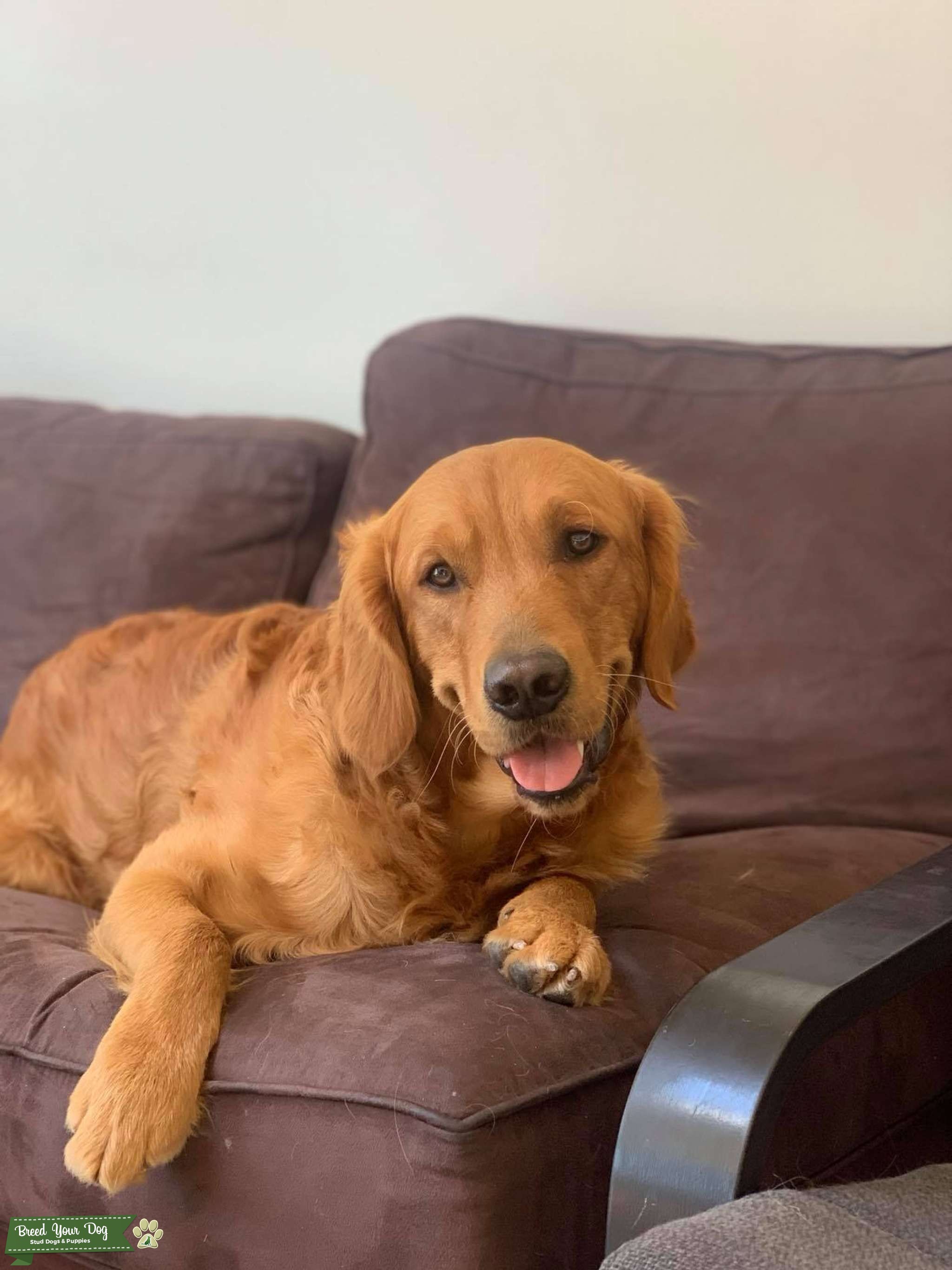 Adorable, affectionate wavyhaired darker male Golden Retriever Stud