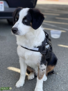 Blue Merle/ Black - Tri Listing Image
