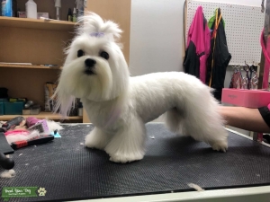 Looking for male Maltese  Listing Image