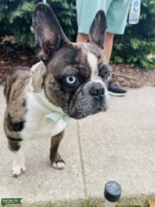 Bull Eyed Merle French Bulldog Listing Image