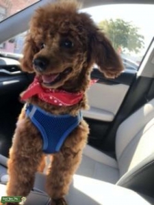 Red Toy Poodle  Listing Image