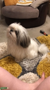 Dog in need of breeding  Listing Image