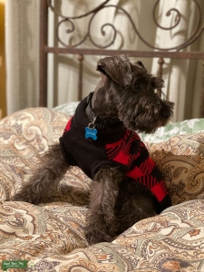 Stud looking for partner  Listing Image