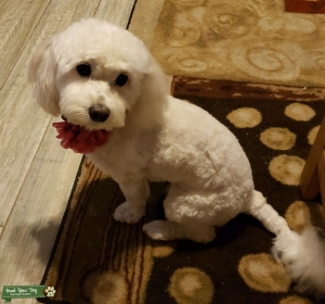 Female Maltipoo looking for Stud Listing Image