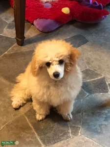 Beautiful Small Mini Poodle Proven stud available Listing Image