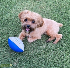 Golden Morkie Listing Image