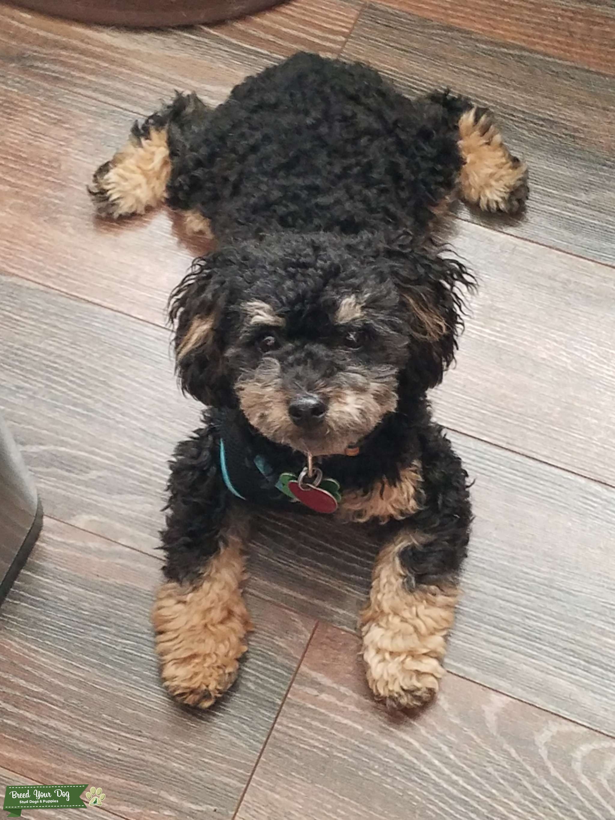 Miniature Poodle Phantom Stud Dog in Indianapolis , the United