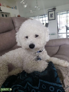 Fuffy White Bichon Frise Listing Image