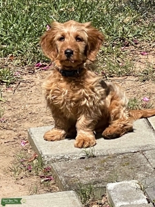 Miniature Golden Doodle Stud Service Listing Image