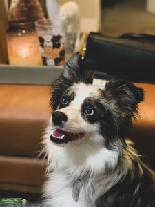 CKC/ASDR Blue Merle Mini Australian Shepherd Listing Image