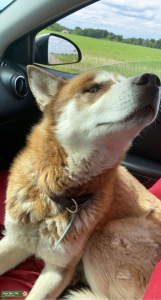 AKC Registered Siberian Husky Male Listing Image
