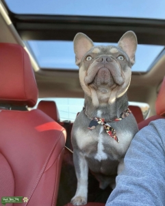 Tri color French bull dog stud Listing Image