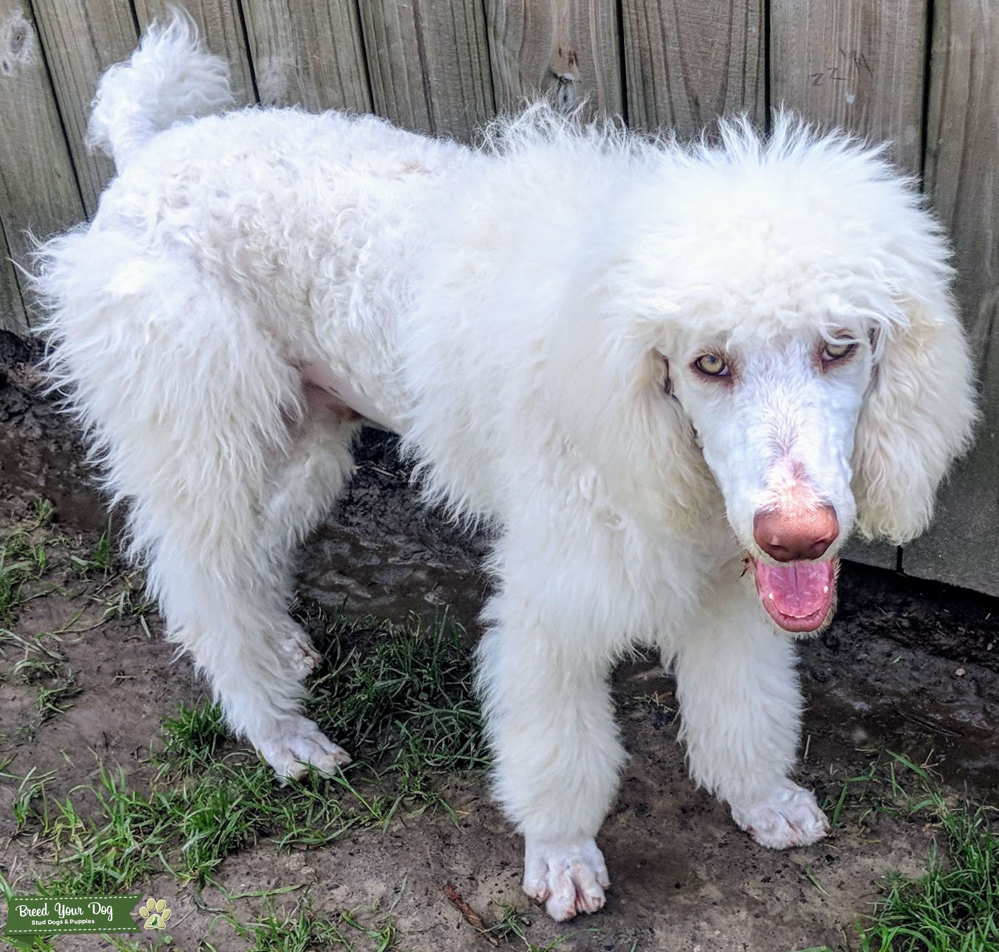 Standard poodle stud Stud Dog in Louisiana , the United States