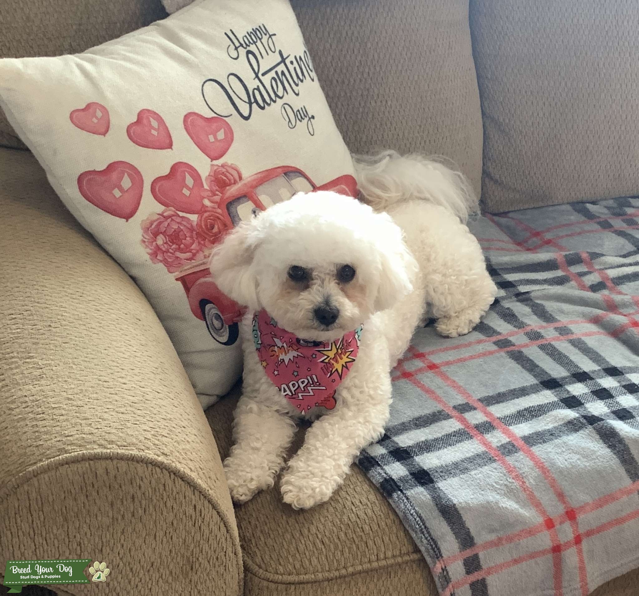 Stud services Stud Dog Ventura county Breed Your Dog