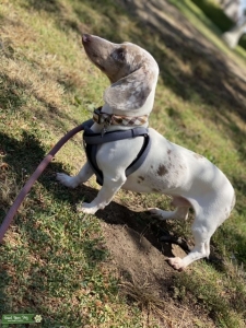 Isabella and tan piebald dapple mini dachshund  Listing Image