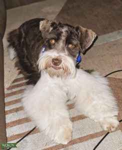 chocolate parti schnauzer