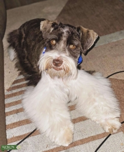 Chocolate Parti Miniature Schnauzer  Listing Image