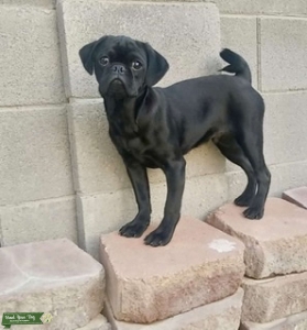 Black pug stud looking for one night stand Listing Image