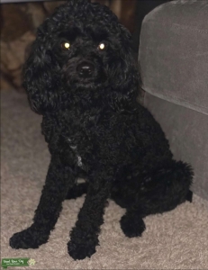Black Cavapoo Listing Image