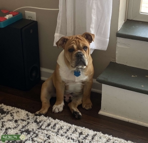 AKC English Bulldog Stud Listing Image