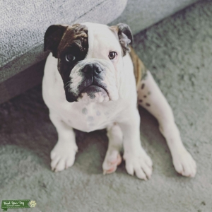Brindle Male English Bulldog, AKC registered, wonderful temperament  Listing Image