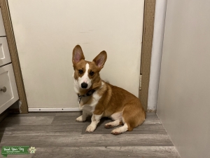 Male Corgi Stud Listing Image