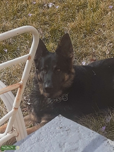 German shepherd Stud looking for a German shepherd Bitch to mate with  Listing Image