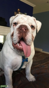 English Bulldog Looking for Female Listing Image