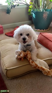Adorable Purebred Bichon Ready to Mate  Listing Image