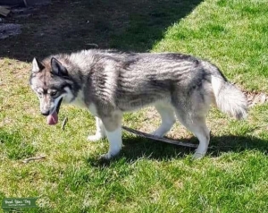 AKC agouti Siberian Husky Listing Image