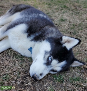 Black and White Siberian Husky Listing Image