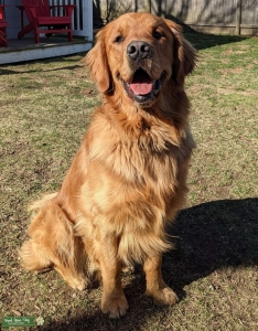 AKC Red Golden Retriever Listing Image