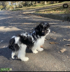 Malshi Dog looking for mate  Listing Image