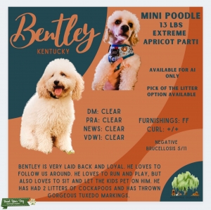 Extreme Parti Apricot Poodle Listing Image